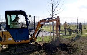 ZASADITEV DREVES OB NOVEM PARKIRIŠČU PRI OŠ CERKNICA 07 FOTO BOŠTJAN OTONIČAR
